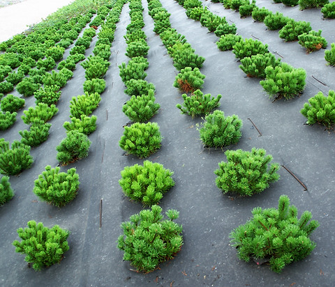 AGRO 1