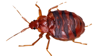 Bed-bug-pictures_edited.png