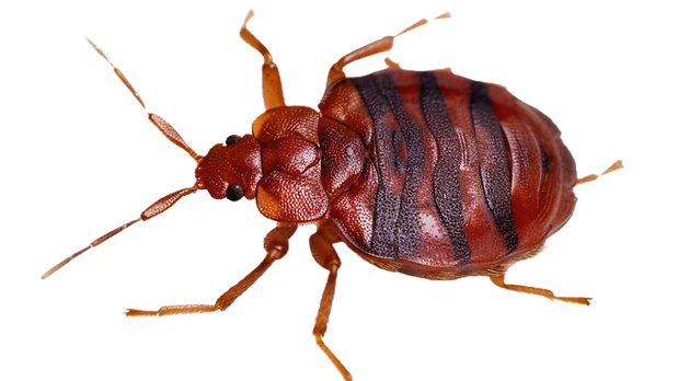 Bed-bug-pictures_edited.png