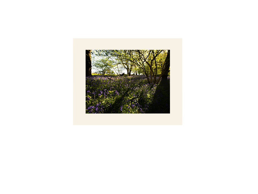 Thumbnail: 1.2 Bluebells near Itteringham