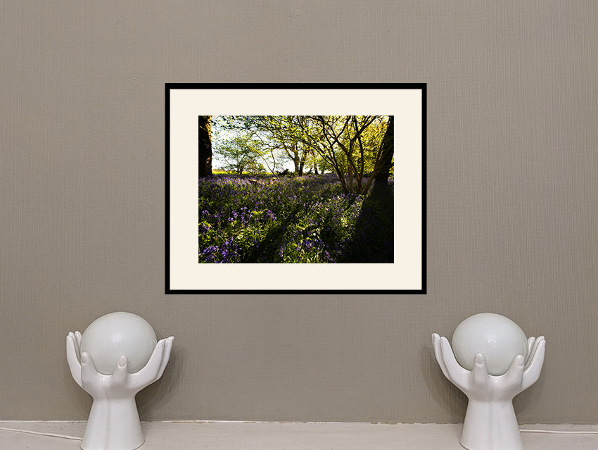 1.2 Bluebells near Itteringham