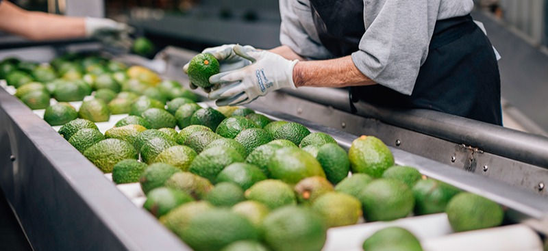 King Avocado - New Zealand