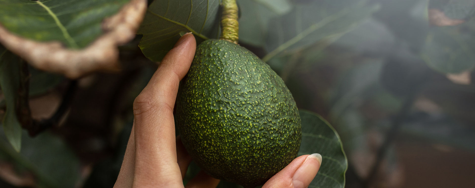 King Avocado, Valic - New Zealand