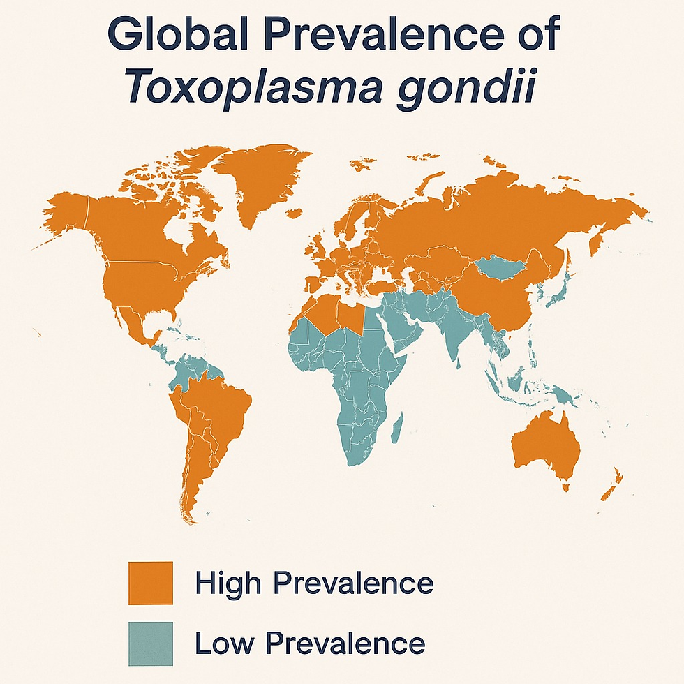 Estimated global prevalence of Toxoplasma gondii - up to one-third of the world’s population is infected.