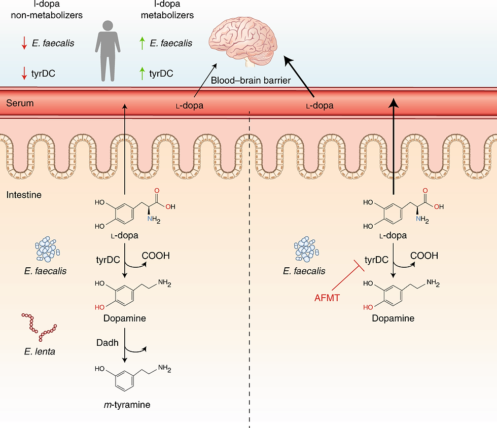 -Mechanism of Action of L-DOPA