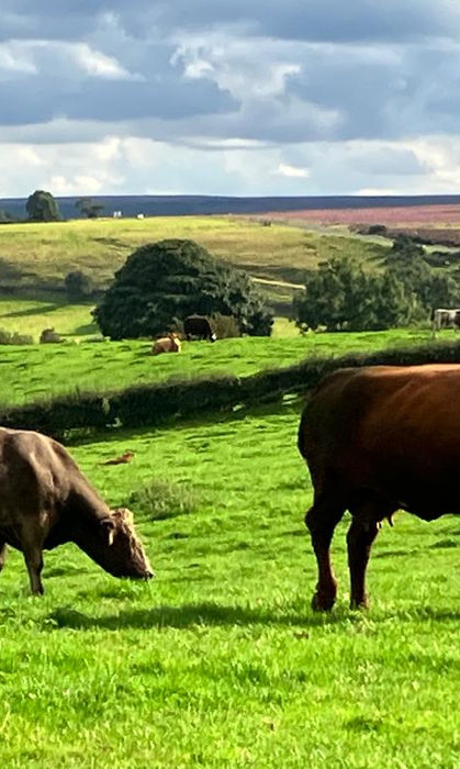 Cow and calf on Woodhall farm glamping pod yorkshire whitby