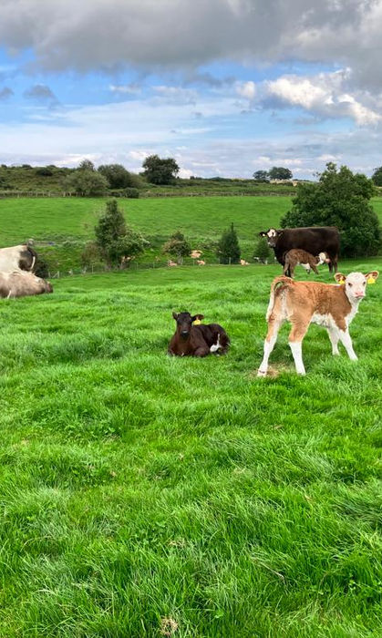 Cows and calfs on Woodhall farm glamping pod yorkshire whitby