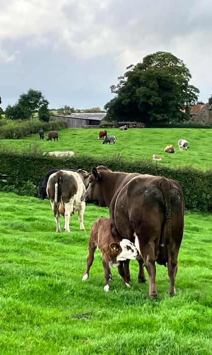 Cows and calf on Woodhall farm glamping pod yorkshire whitby