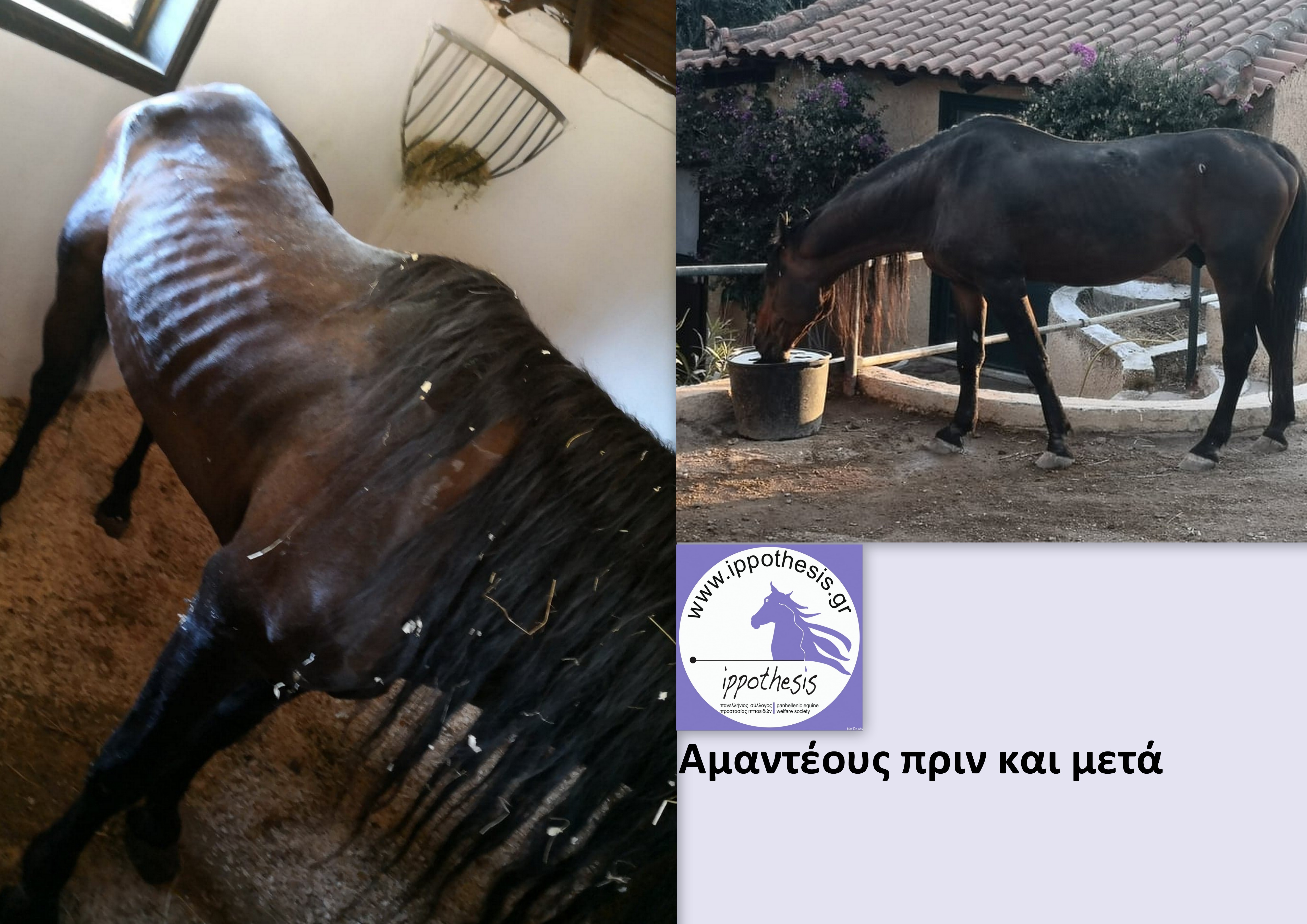 αμαντεους πριν και μετά