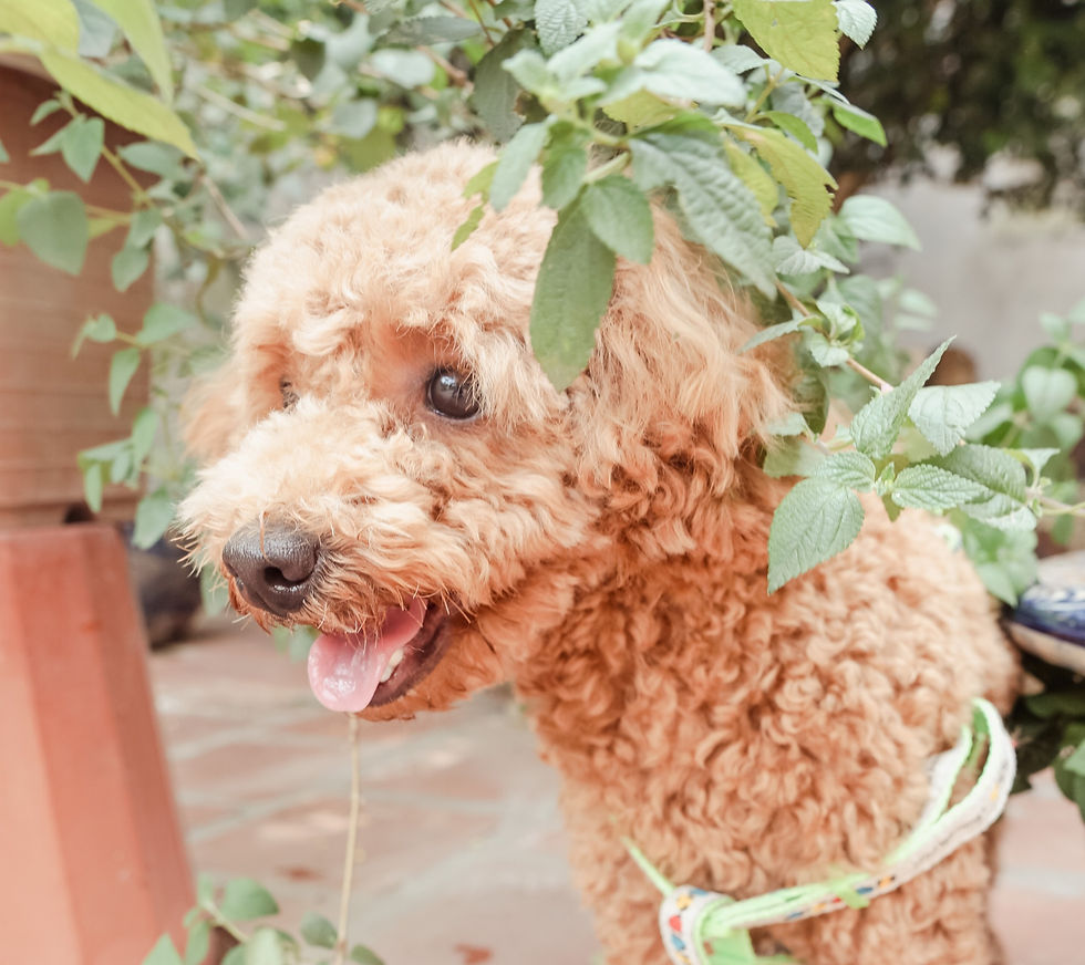 5 điều khiến mình quyết định nuôi 1 chú cún Poodle