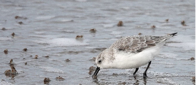 2025 Jaarverslag NLGO-werkgroep Vogels