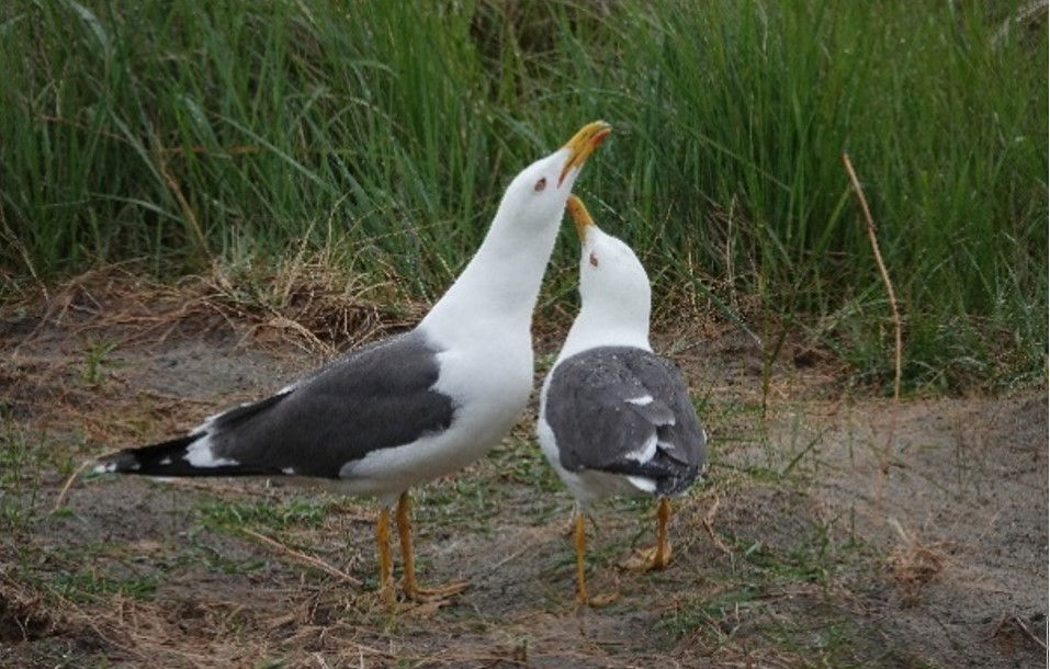 Vogels kijken met DNA, lezing door Ken Kraaijenveld