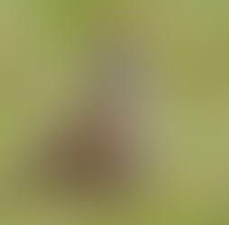 2025 Jaarverslag Patrijzen - akkervogels