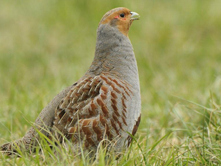 2025 Jaarverslag Patrijzen - akkervogels