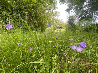 Graslanden Bokkepolder