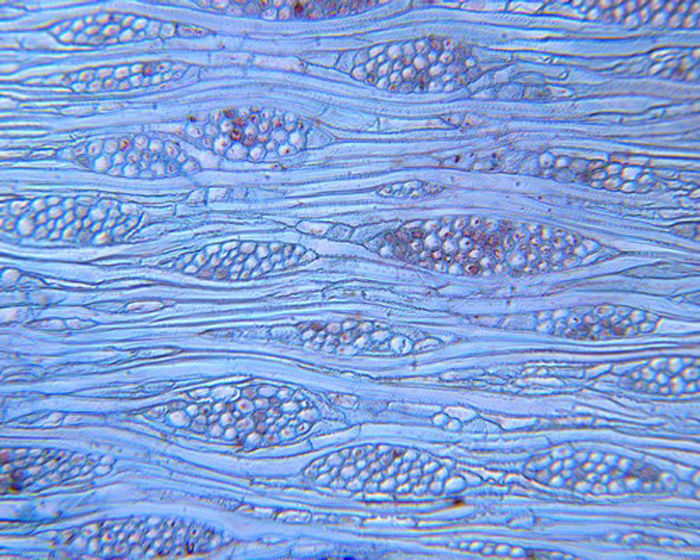 Cellular structure of wood Cornus controversa (giant dogwood), tangential view