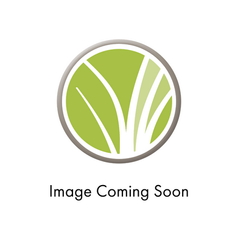 dracaena plant air purifier Dracaena Dragon Tree Bicolor Bush