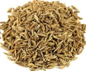 Just Spice Cumin Seeds Jeera Unjha Suman Exports