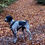 Miniature : Harnais King's dog addict