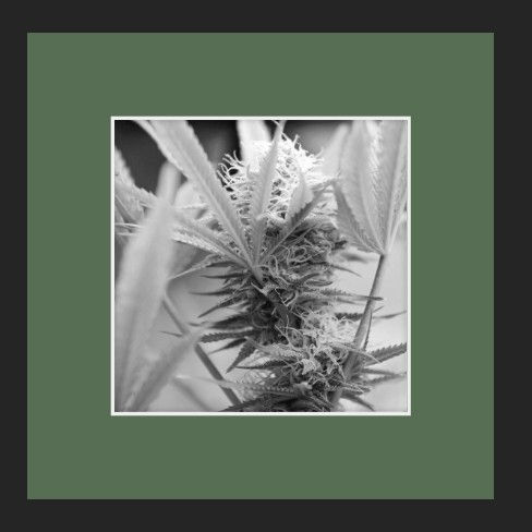 8x8 Matted Print — Where Petals Bloom in Stillness