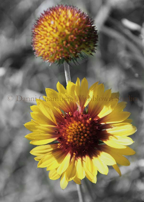“Close-up of two Gaillardia flowers, one in full bloom with yellow and red petals, the other a reddish-green bud, set against