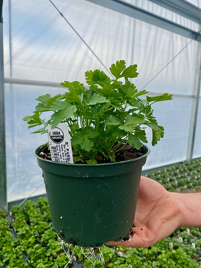 Organic Parsley