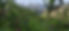 Panorama roses .jpg