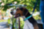 Dogfish_Kody_1