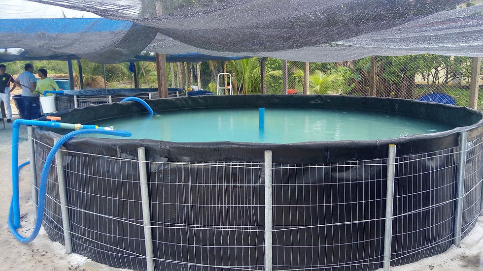 Aquicultura em Geotanques
