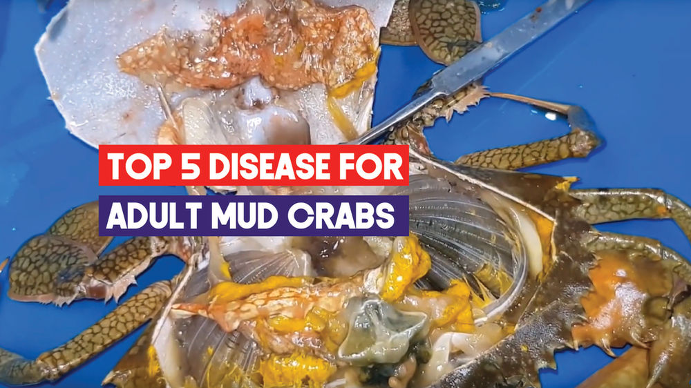 Top 5 Diseases for Mud Crab Aquaculture Aquaculture Technology