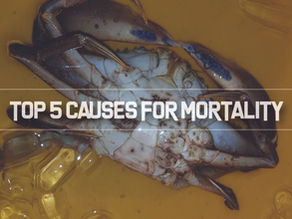 Top 5 reasons for Crab Mortality | Aquaculture Technology