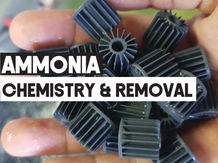 Ammonia Chemistry and Removal Techniques in RAS | Aquaculture Technology