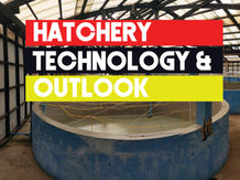 Mud Crab Hatcheries technology and outlook | Aquaculture Technology