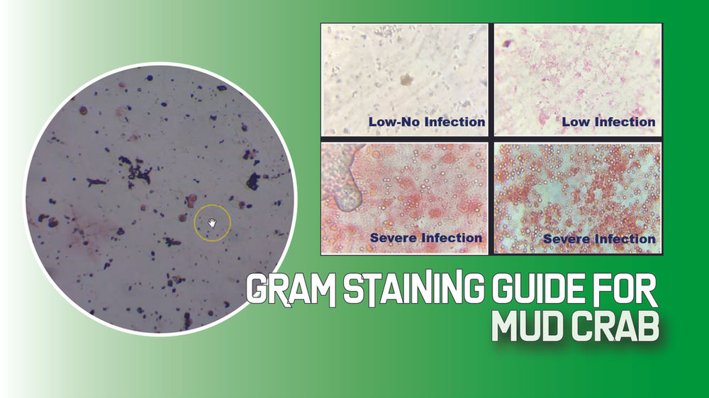 Gram Straining for Spotting Mud Crab Pathogen Infection Aquaculture