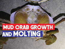 Mud Crab (Scylla spp.) Growth and Molting | Ecdysis