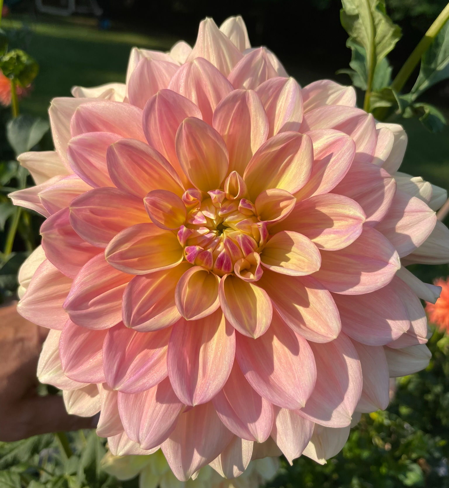 Wyn's New Pastel
