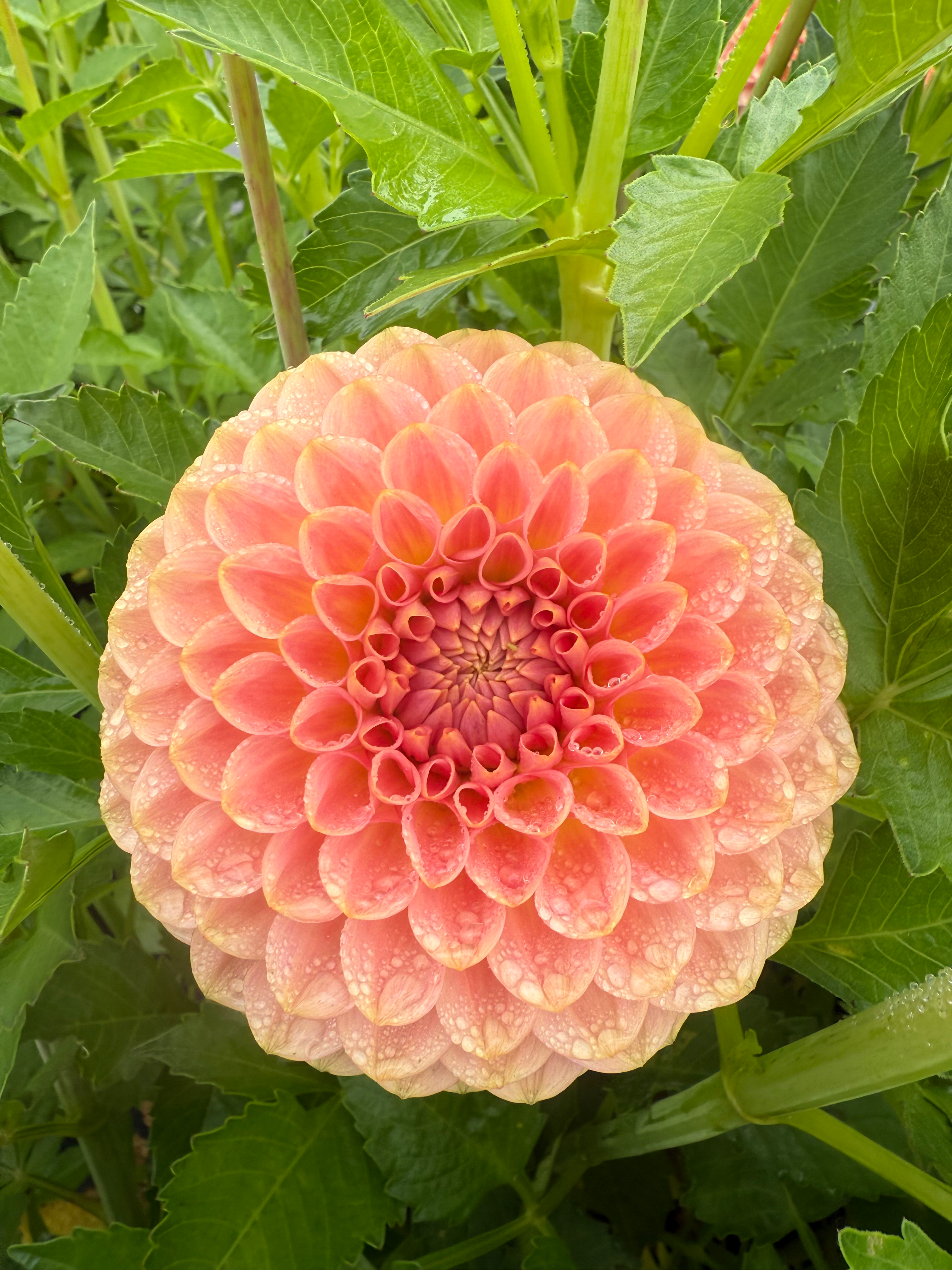 20th Ave Softer Peach