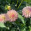Thumbnail: Valley Porcupine