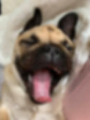 Bruce adjusting his position with an enormous yawn