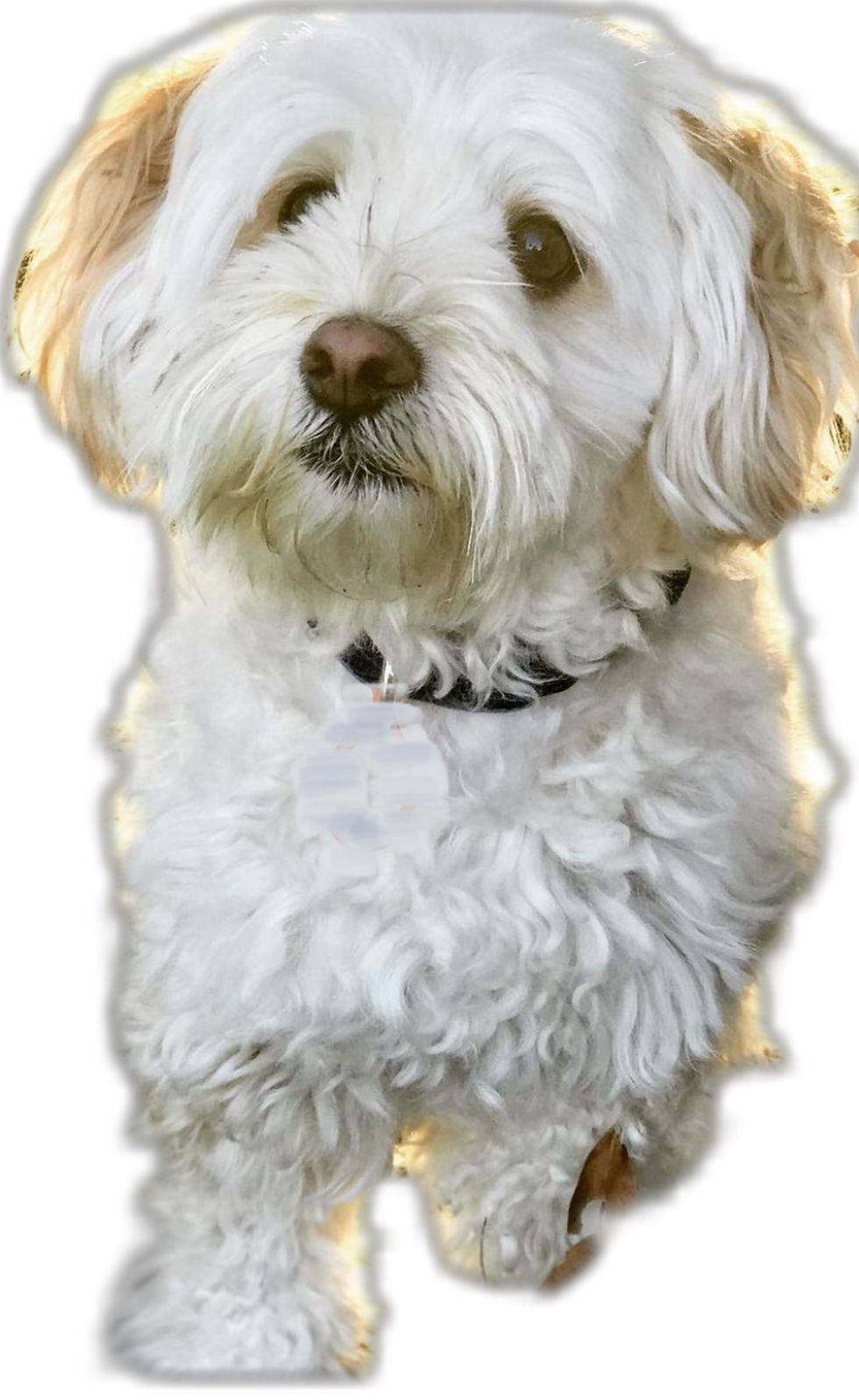 The Maltese Poodle looking up at me pleadingly