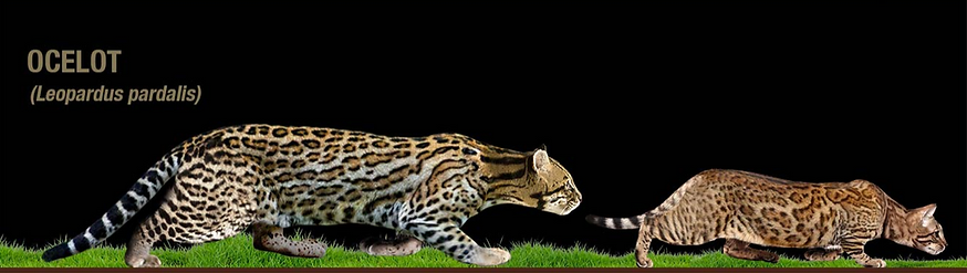 Ocelot Leopardus Pardalis derivação de pelagem do Gato da Raça Bengal