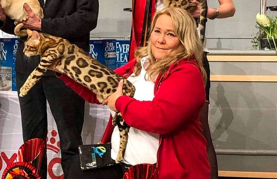 Melhores criadores de gatos da Raça Bengal do mundo