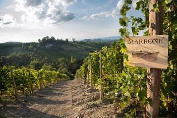 Madonna di Como Vineyards Sep 2019 8 - Marrone.jpg