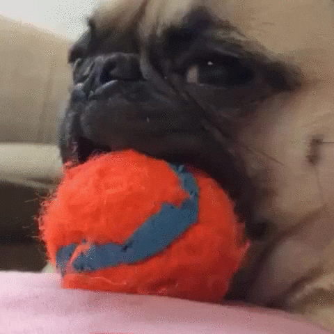 giphy.gif_cid=ecf05e47xbn35cut52u01hm5tm542frlzfm3cs4epr9ne7vf&ep=v1_gifs_search&rid=giphy