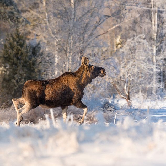 RV lots tiny homes cottages Red Sky Joussard Lesser Slave Lake