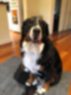House call vet, Vet near me, Home visit vet near me, Holistic vet, Mobile vet melbourne, house call vet melbourne, best vet near me, best house call vet, Best home visiting vet, Mobile Vet Surrey Hills, Mobile Vet Glen Iris, House call vet Canterbury, Mobile vet camberwell, Mobile vet Malven, Mobile vet Toorak, Mobile vet Hawthorn, mobile vet Kew, mobile vet richmond, mobile vet balwyn, house call vet Burwood, house call vet eastern suburbs, eastern suburbs mobile vet, melbourne vet, dr. Suze, veterinary acupuncture, acupuncture for pets, Vet surrey Hills, vet prahran, vet ivanhoe, vet armadale