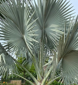 Bismarckia nobilis growing along a roadside. This plant has palmate or fan like leaves in