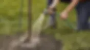 The Foundations of Seedling Protection: Smart Water Management