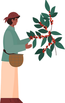 Honduran woman harvesting fresh coffee cherries for specialty medium roast coffee