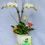Thumbnail: Orchid Lover Bundle